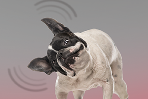 Folder Diagnóstico do Osurnia